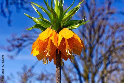 Close-up of beautiful orange flower Fritillaria imperialis L. in flower bed at Swiss City of Zürich on a sunny spring day. Photo taken March 31st, 2024, Zurich, Switzerland.