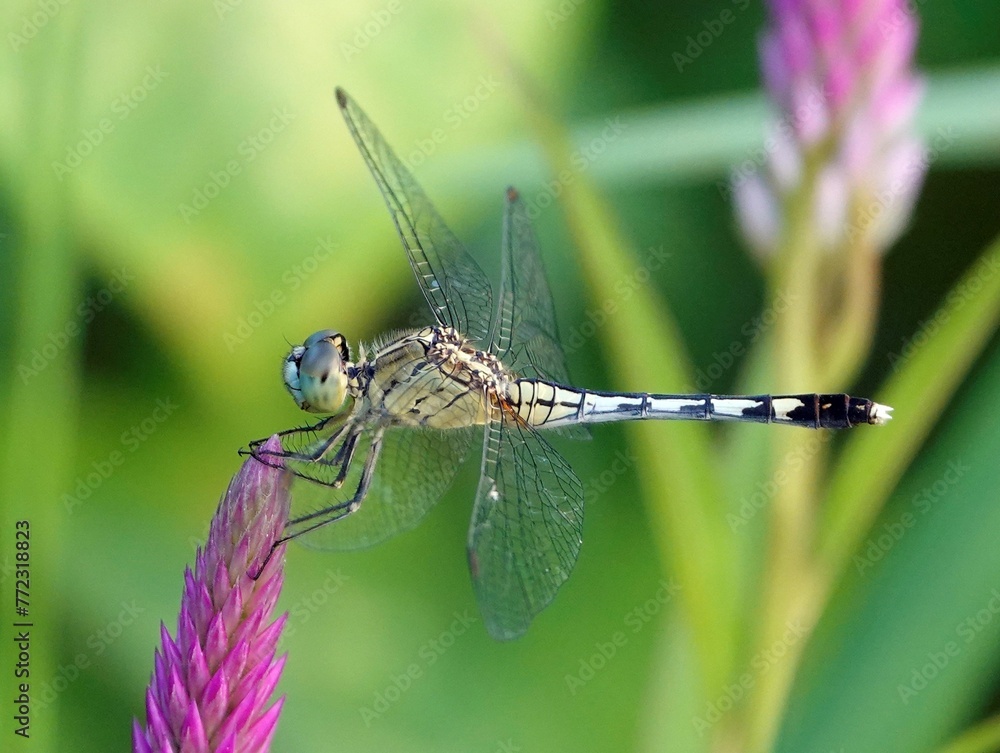 Macro of a dragonfly perched on a purple flower Macro of a dragonfly perched on a purple flower