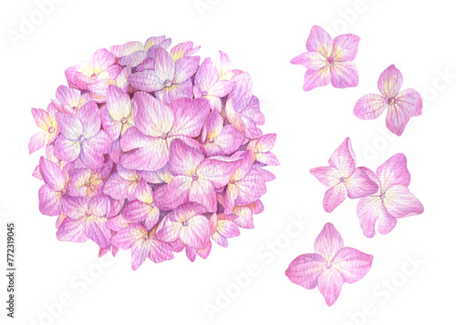 Pink hydrangea on a white background. Watercolor illustration of summer flowers in botanical style