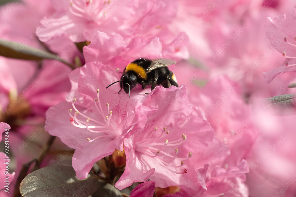 Bumblebee pollinating beautiful pink flowers Bumblebee pollinating beautiful pink flowers