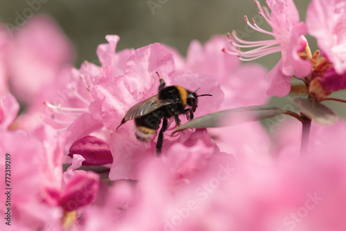 Bumblebee pollinating beautiful pink flowers 