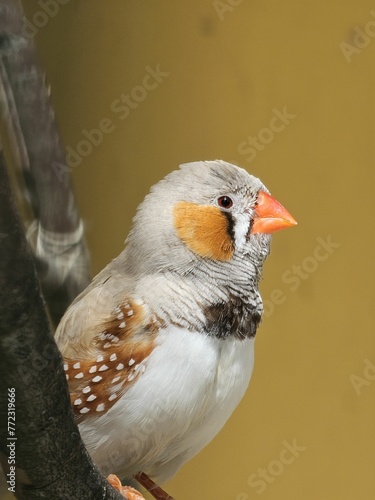 Chestnut-eared finch (Taeniopygia castanotis) perched on the edge of a tree branch photo