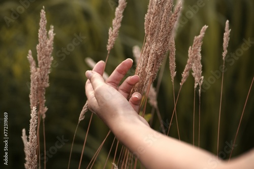 Woman's hand gently touching the swaying grass. photo