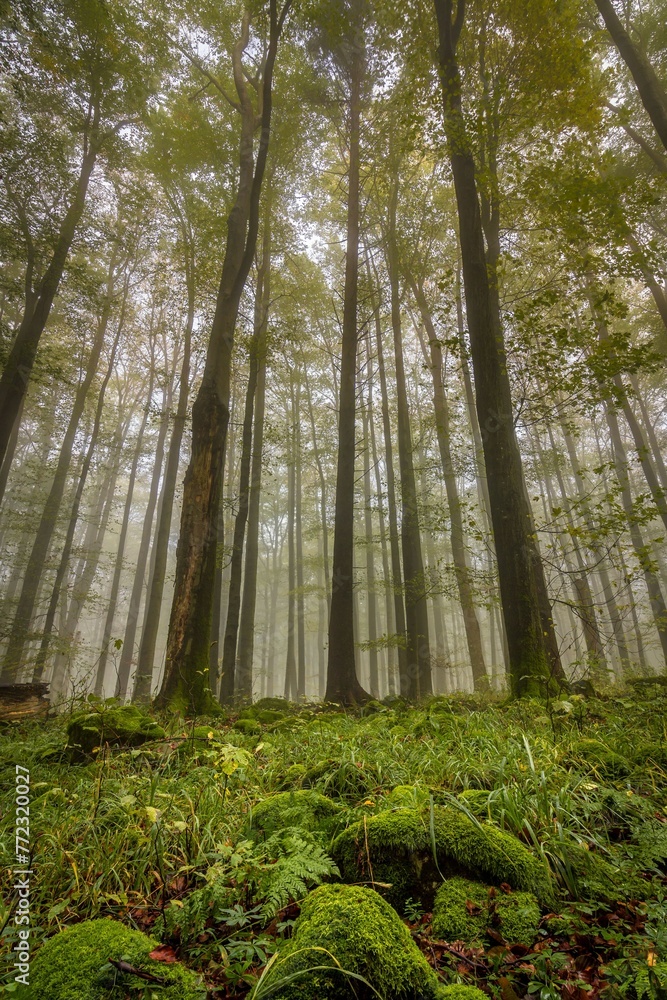 Fototapeta premium Trail meandering through an ethereal foggy forest, with lush mosses coating the ground