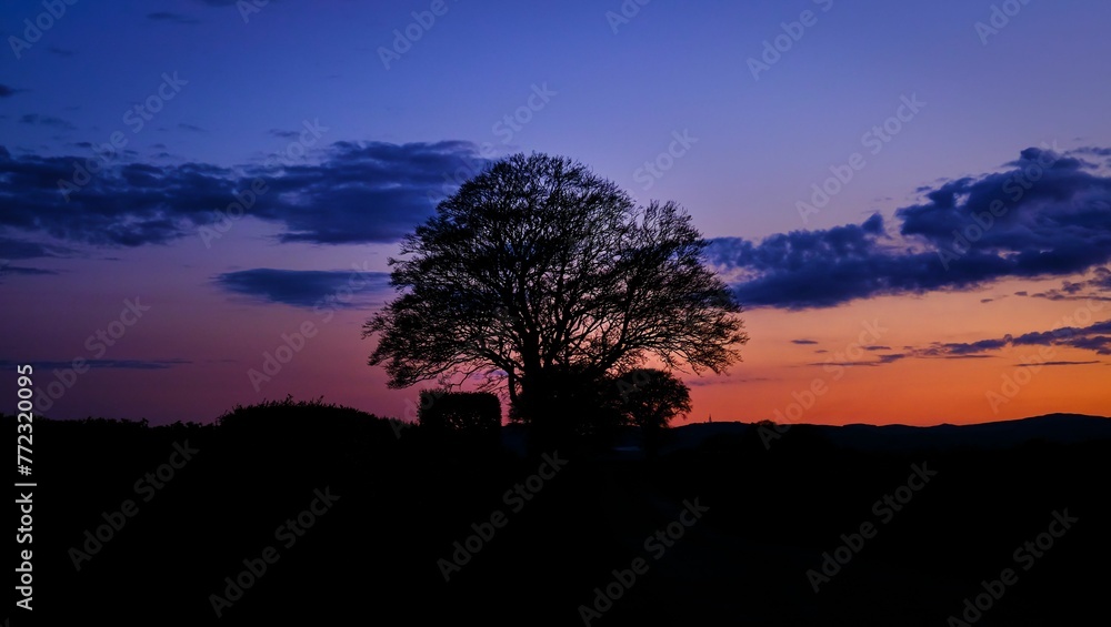 Idyllic sunset featuring a silhouetted tree against a deep blue sky in Amisfield, Southwest Scotland
