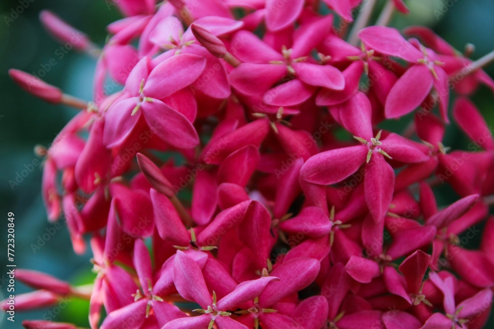 Closeup shot of a tropical flower with small pink petals.