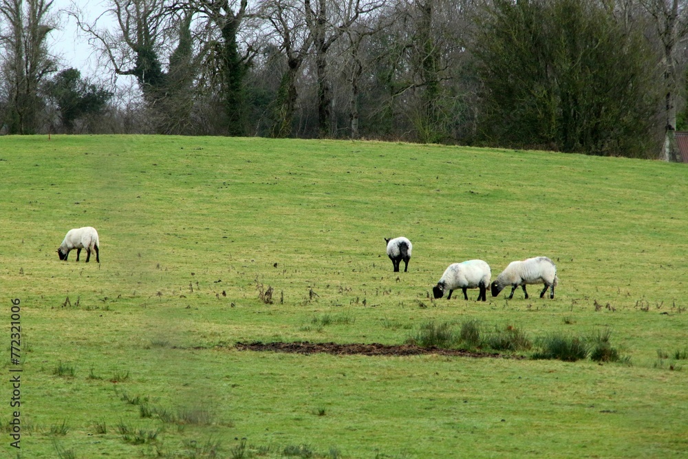 Fototapeta premium Peaceful rural landscape featuring four white sheep grazing in the lush green grass