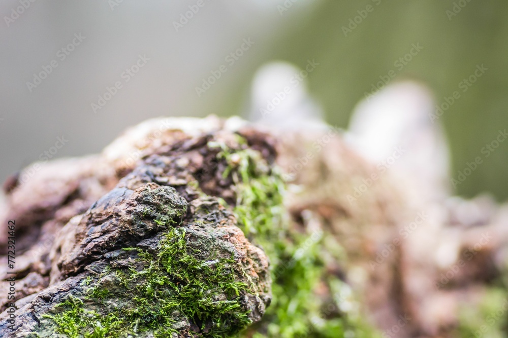 Closeup view of a thickly moss-covered rock, set in a lush forest environment Closeup view of a thickly moss-covered rock, set in a lush forest environment