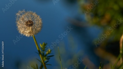 a dandelion is blooming in front of the water