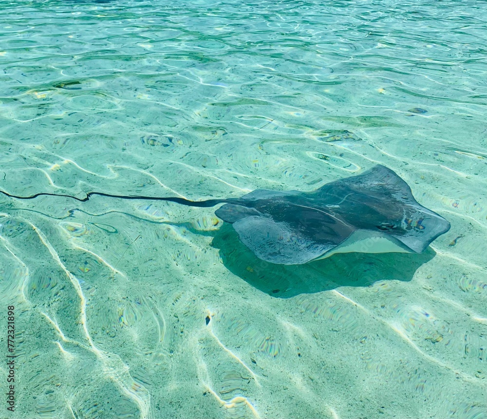 Whipray swimming through a picturesque ocean on a bright and sunny day