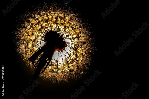 the sun shines through a dandelion with a dark background photo