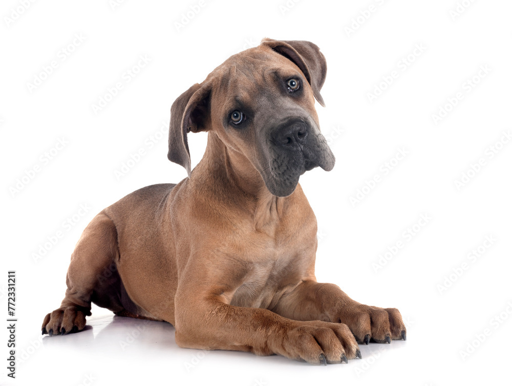 puppy cane corso puppy cane corso