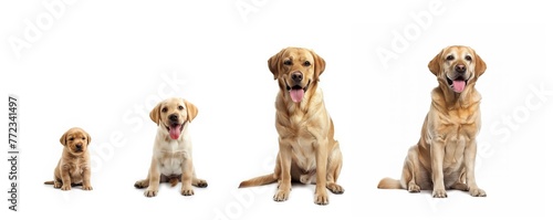 Collection of Labrador Retrievers of different ages. Four Labrador Retrievers, puppy, teenage, adult and senior. Dog age and Veterinarian concept.