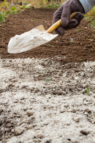 the gardener sprinkles the soil on the bed with dolomite fertilizer