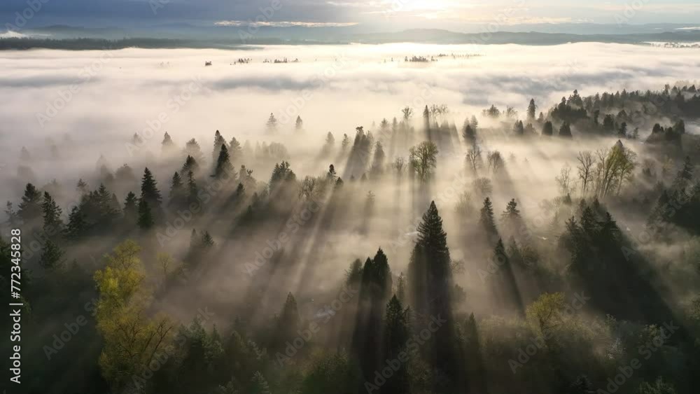 Early morning sunlight illuminates fog that has settled in the Willamette Valley in northern Oregon, not far south of Portland. The entire Pacific Northwest is known for its moist, temperate climate.