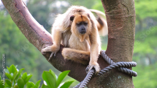 Macaco Bugio amarelo - animais em zoológico photo