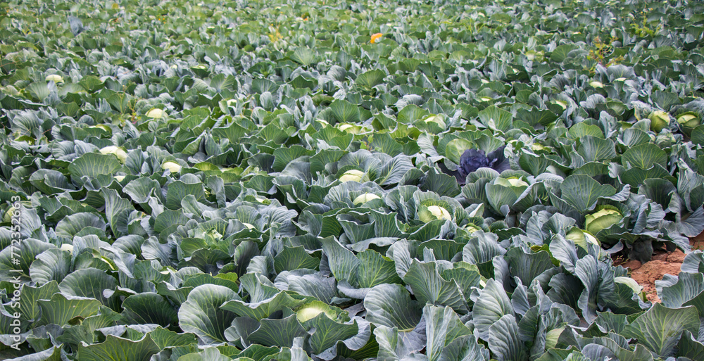 young cabbage grows in the farmer field, growing cabbage in the open field. agricultural business young cabbage grows in the farmer field, growing cabbage in the open field. agricultural business