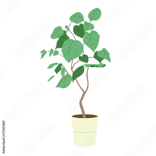 観葉植物フィカス ウンベラータのイラスト