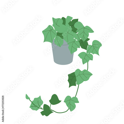 観葉植物ヘデラアイビーのイラスト 