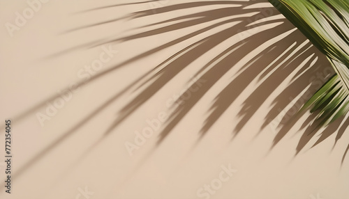 Background shadow from palm leaves wall summer spring 9