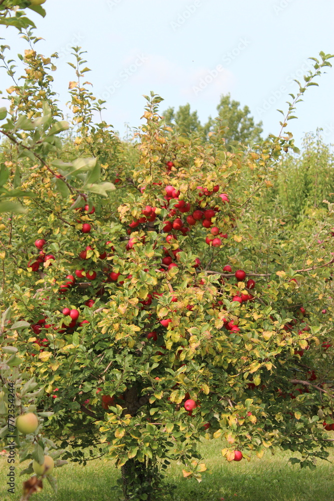 Apple Orchard