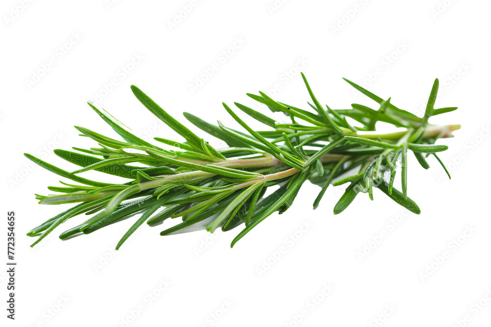 An image of a rosemary twig on a white background