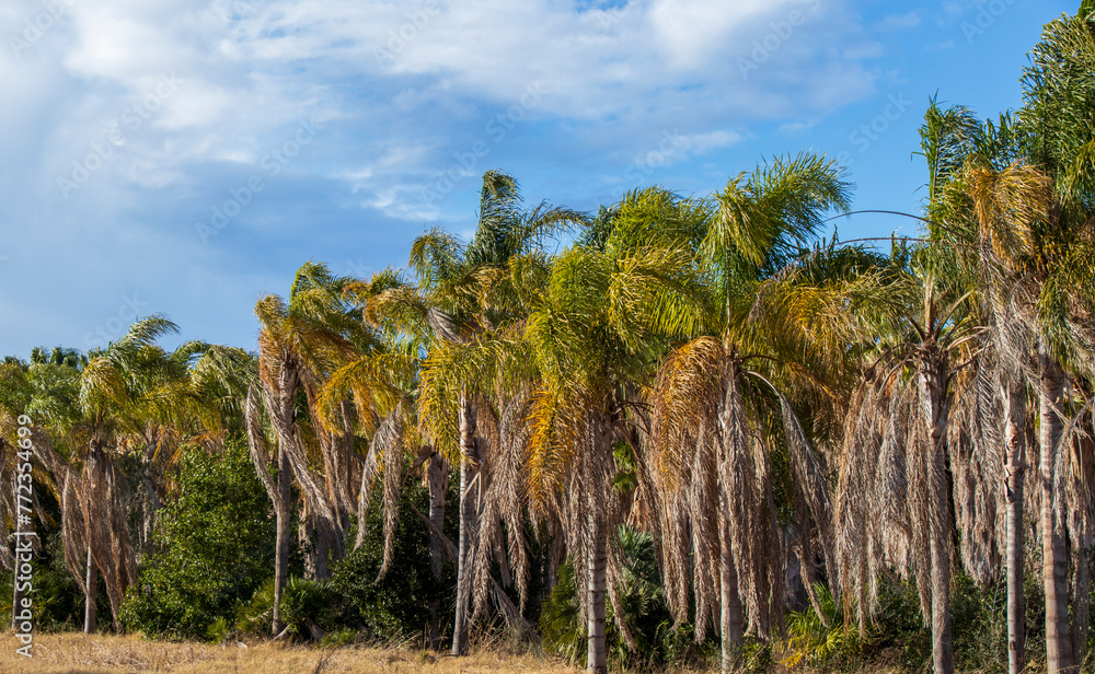 tall palm trees on a sunny day in a strong wind, palm grove, palm plantation, palm trees and sky