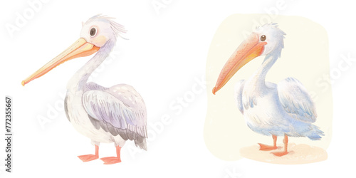 cute pelican watercolour vector illustration 