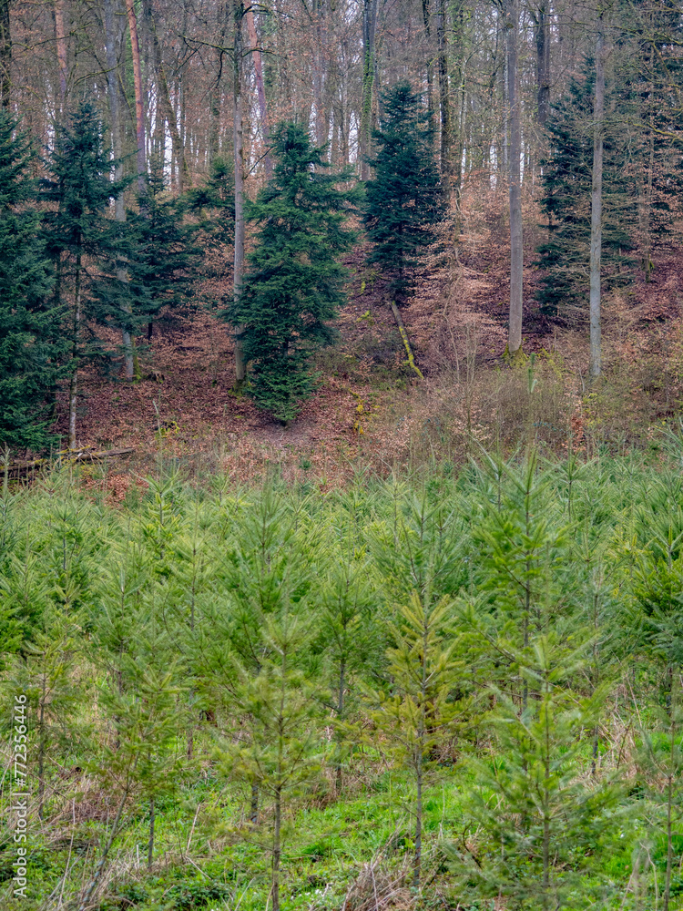 Wiederaufforstung durch Anpflanzen junger Bäume im Mischwald Wiederaufforstung durch Anpflanzen junger Bäume im Mischwald