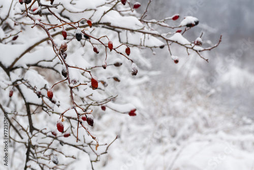 Rose hips during winter with snow and frost