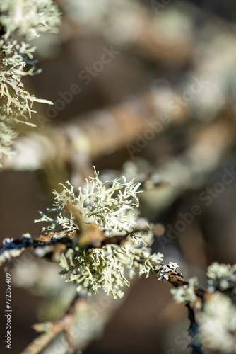 lichen on a tree branch in the spring © Ruta K photography