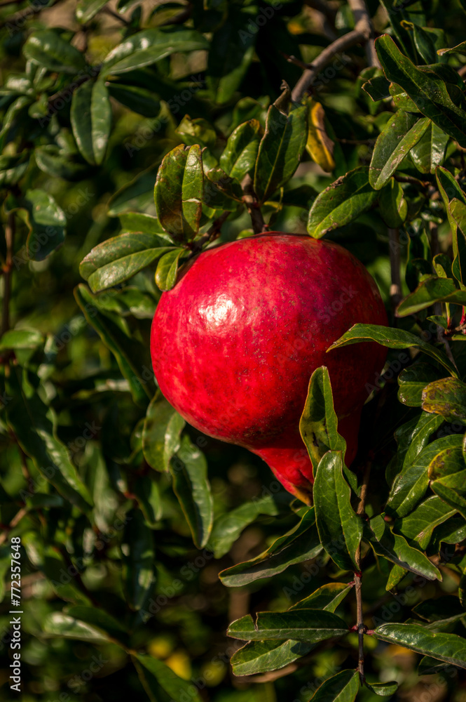 granada roja, fruta en árbol, árbol de México, granada roja sin cortar, granada entera, granada con hojas verdes, primer plano granada roja, fruta en árbol, árbol de México, granada roja sin cortar, granada entera, granada con hojas verdes, primer plano