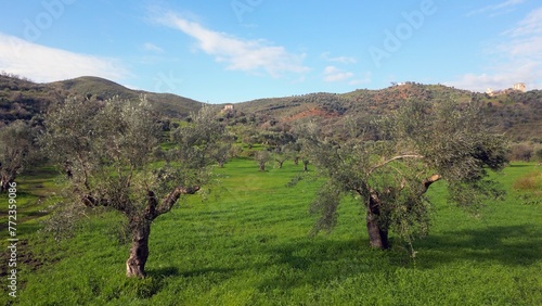 Drone aerial view of the beauty of olive trees for the production of oil olives in Pelopponese, Greece Mani Lakonia - lush lawns and centuries-old olive trees on the Mediterranean coast of Greece  photo