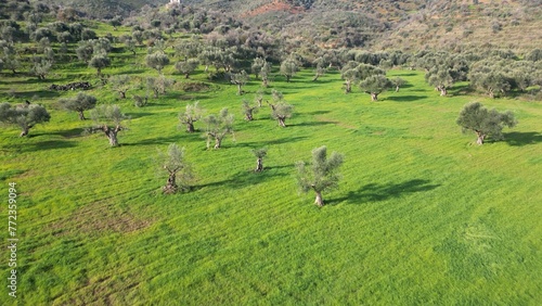 Drone aerial view of the beauty of olive trees for the production of oil olives in Pelopponese, Greece Mani Lakonia - lush lawns and centuries-old olive trees on the Mediterranean coast of Greece 