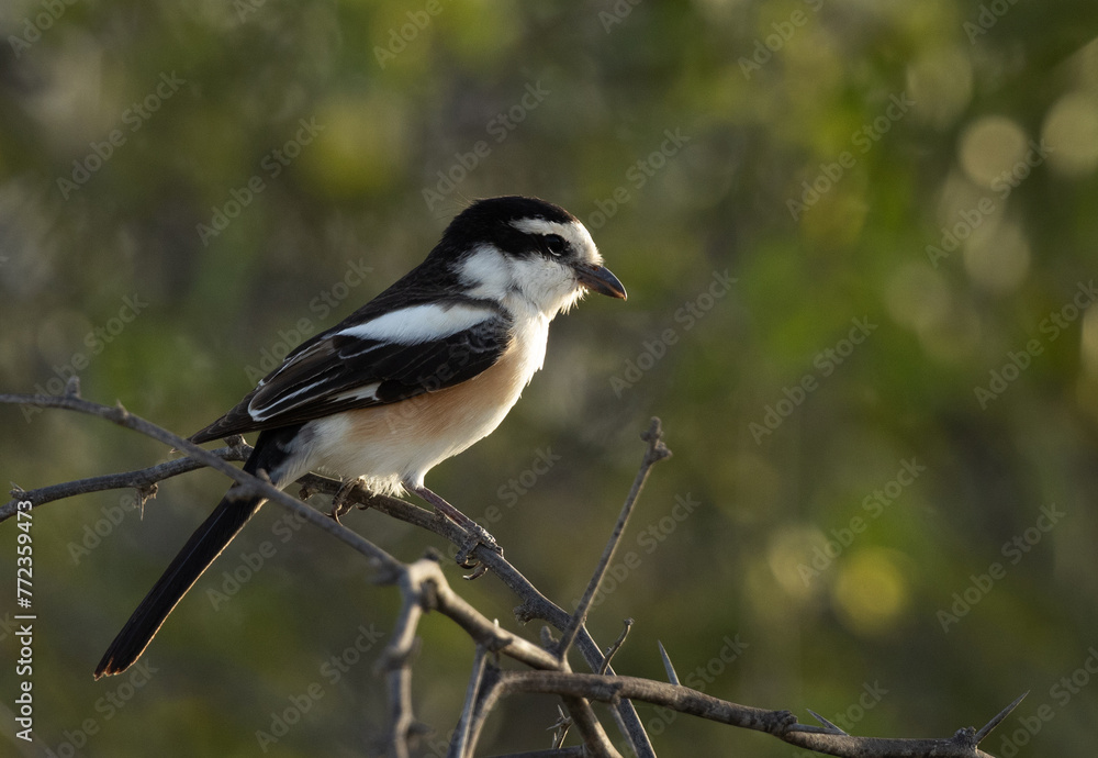Masked shrike perched on acacia tree with green backdrop at Jasra, Bahrain Masked shrike perched on acacia tree with green backdrop at Jasra, Bahrain