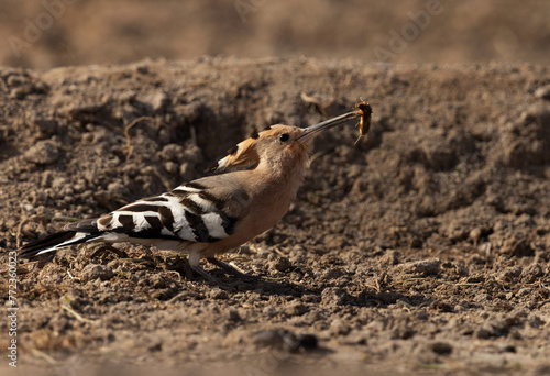 Hoopoe feeding with a insect catch, Bahrain photo