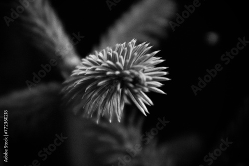 dandelion on black