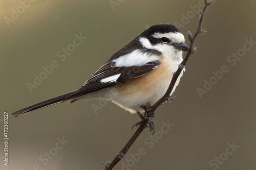 Masked shrike perched on twig at Jasra, Bahrain © Dr Ajay Kumar Singh