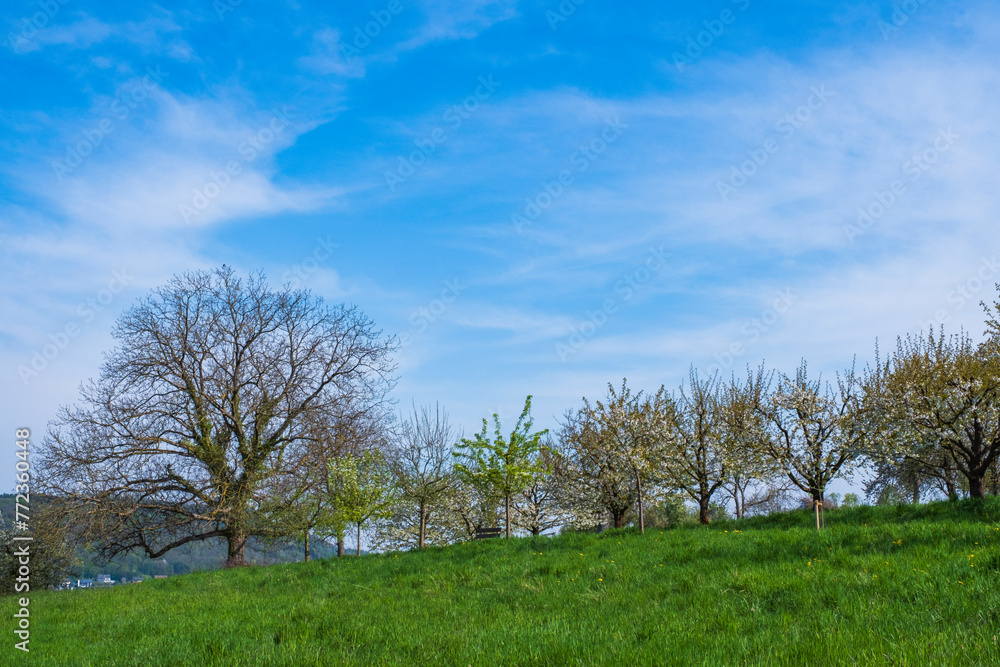 Blooming cherry trees under a white and blue sky in Pretzfeld - Germany in the Franconian Switzerland Blooming cherry trees under a white and blue sky in Pretzfeld - Germany in the Franconian Switzerland