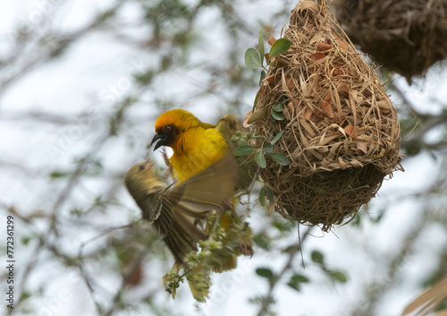 Ruppells weaver pair close to each other near a nest, Bahrain photo