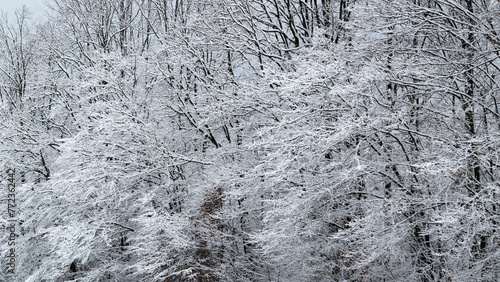 Tree patterns in winter, branches and twigs covered with frost