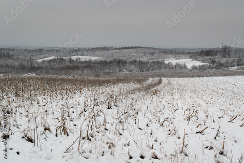 Rural landscape in winter, field with corn stalks and forest covered with snow and frost