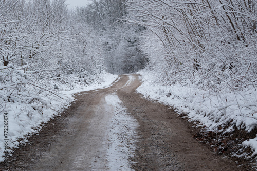 Dirt road through forest in winter, trees covered with snow and frost