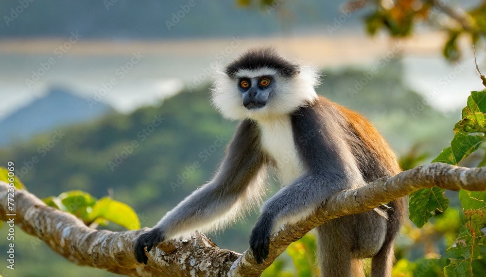 Obraz premium white tailed macaque sitting on a tree