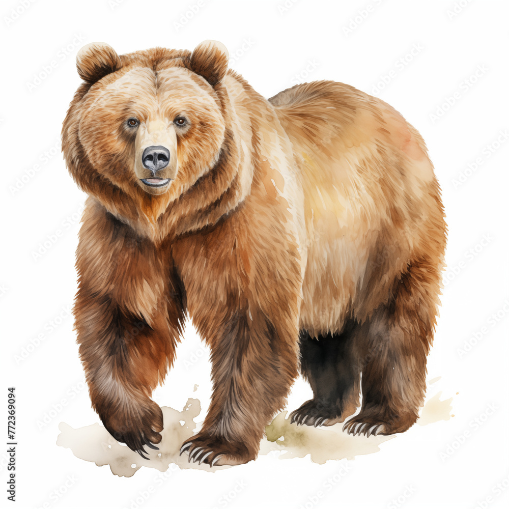 Fototapeta premium watercolor of a bear