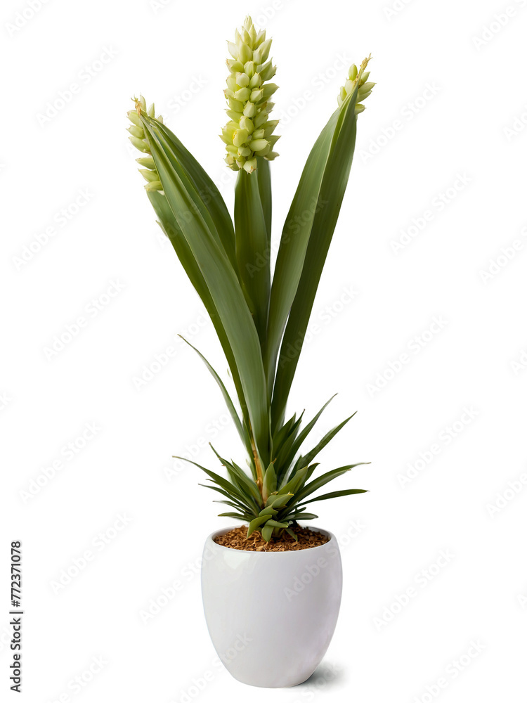 Obraz premium Modern Minimalism: Houseplant in Stylish Vase (Transparent Background)