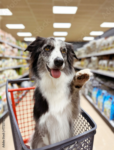 Fotografía Portrait border collie dog giving five and sitting in a shopping cart or trolley