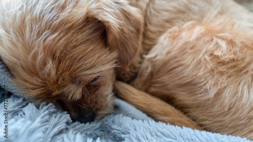 Cute dog sleeping on the bed. Selective focus and shallow depth of field. © Laky_Photo