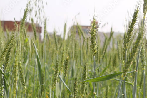 green grass in the field