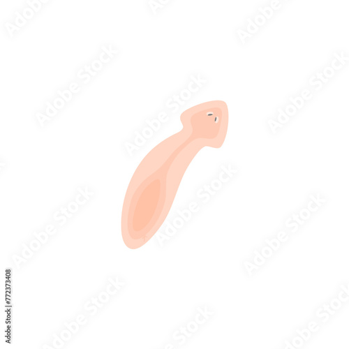 Planarian Flatworm Illustration 
